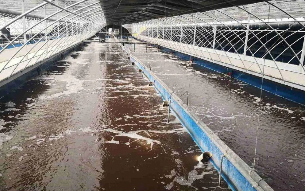 (圖:屠宰場污水起泡)